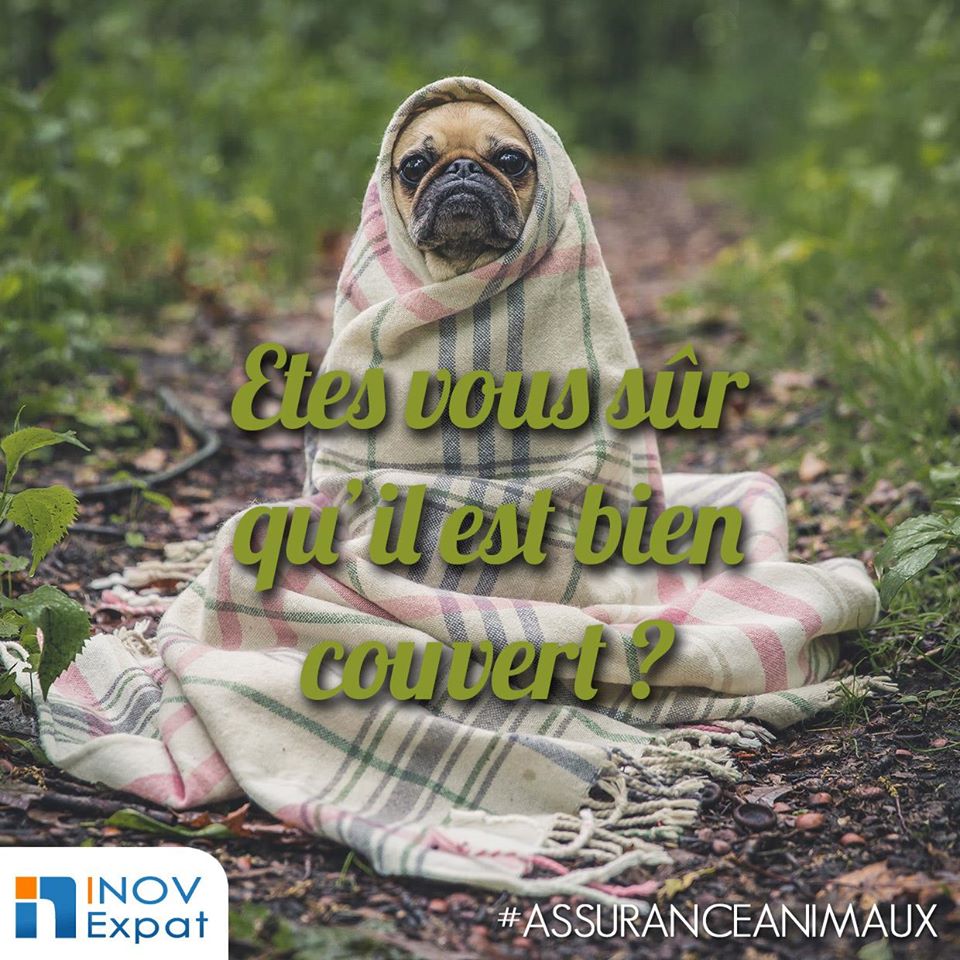 Devis assurance animaux 57 assurance animaux Inov Exoat