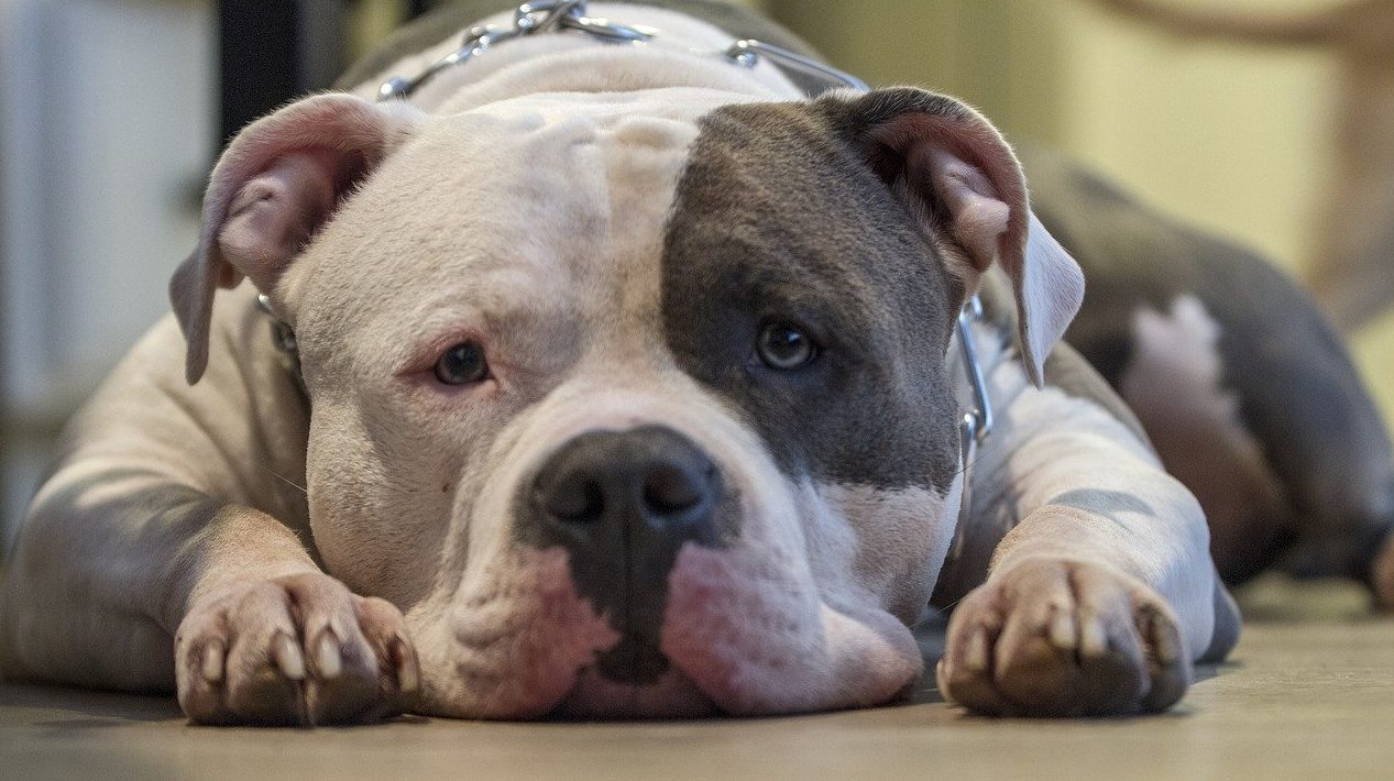 Assurance Animaux au Portugal : Comment cela fonctionne et à quelle compagnie s'adresser ? 51 Assurance Animaux Portugal